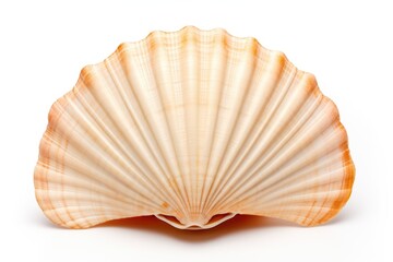 White Background Sea Shell. Cut-Out Object with Oceanic Souvenir Concept for Beach and Spa Design