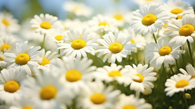 Chamomile Daisy in Natural Habitat. Beautiful Flowers Blooming in a Lush Meadow with a Macro View.