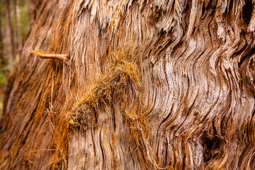 Old tree bark, nature and environment background.