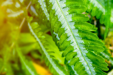 Close up  view of green leaf fern pattern and textures with evening golden sunlight background.
