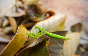 praying mantis on a branch. Green insect.