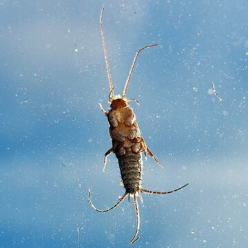Close up of a grey silverfish