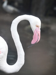 portrait face white flamingo beak close up with blurry nature background, Closeup of a flamingo face