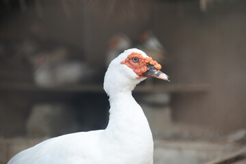 White duck head with red face, closeup, duck in zoo, portrait