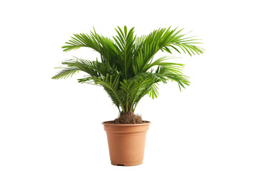 Sago King Plant in a Pot on Transparent Background