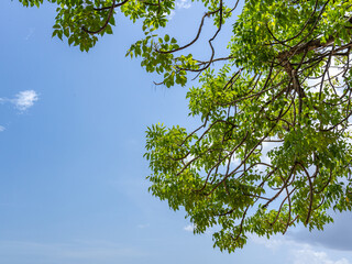 A copy space with clear blue sky background framed by green tree leaves.