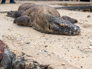 Komodo Dragon, Indonesia's endemic prehistoric animal living in its natural habitat in the islands of Komodo, Rinca, Flores, and Gili Motang, within the Indonesian archipelago.