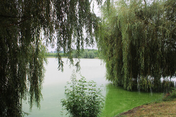 Saules verts en pleurs