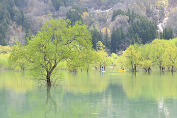 水没林