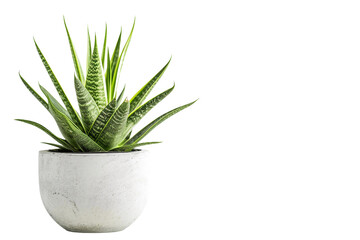 Sansevieria Plant in a Pot on Transparent Background