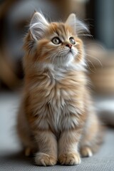 Fototapeta premium Adorable Fluffy Ginger Kitten Looking Upward in a Playful Pose