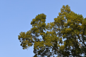 A tree with yellow flowers 