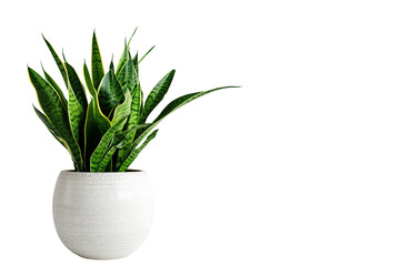 Snake Plant in a Pot on Transparent Background