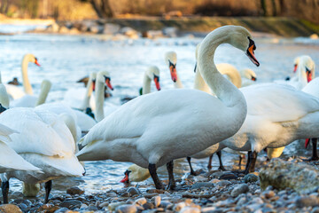 White Swan family at the Munich Isar winter phase
