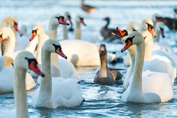 White Swan family at the Munich Isar winter phase