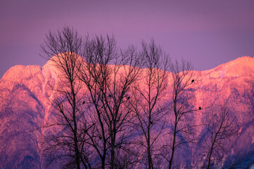 silhouette of trees with bald eagles at sunset with pink and purple mountains in the background