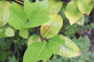 yellowing leaves on lemon tree
