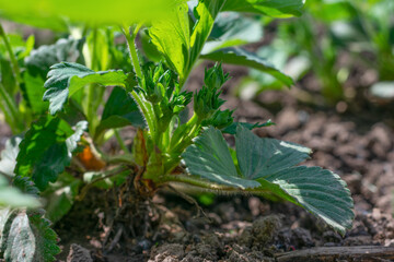 Young green strawberry plant on garden bed on bright sunlight. Cultivation and harvesting of organic berries in countryside.