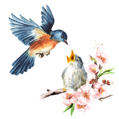 Chicks sitting on a cherry blossom branch, and big mother bird. Spring card concept. Watercolor hand drawn illustration, isolated on the white background