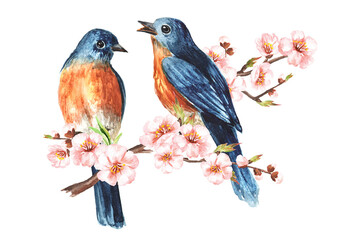 Birds sitting on a cherry blossom branch. Spring card concept. Watercolor hand drawn illustration isolated on the white background