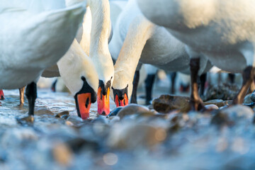 Swans drink water from crystal clean Isar lake water during winter time