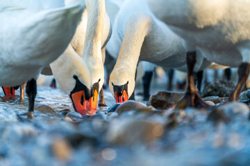 Swans drink water from crystal clean Isar lake water during winter time