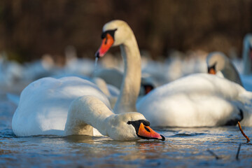 Swans drink water from crystal clean Isar lake water during winter time - obrazy, fototapety, plakaty