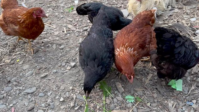 Nurturing backyard chickens in backyard. Organic poultry farming concept.