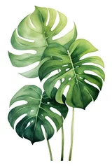 Poster Monstera Dark green leaves of monstera or split-leaf philodendron (Monstera deliciosa)