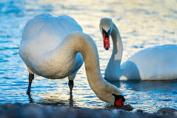 Swans drink water from crystal clean Isar lake water during winter time