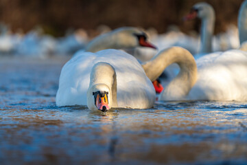 Swans drink water from crystal clean Isar lake water during winter time
