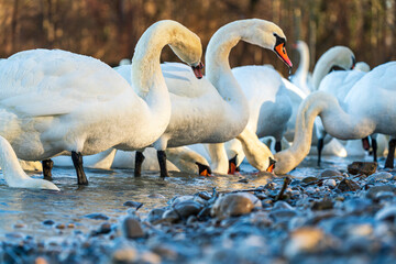 Fototapeta premium Swans drink water from crystal clean Isar lake water during winter time
