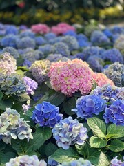 purple hydrangea flowers