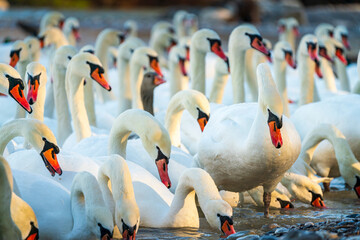 Swans drink water from crystal clean Isar lake water during winter time
