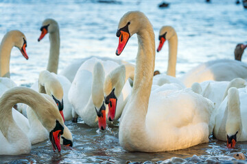 Swans drink water from crystal clean Isar lake water during winter time