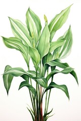 Obraz premium Green stems and leaves of the houseplant Aspidistra elatior. Vertical orientation, close-up, bottom view.