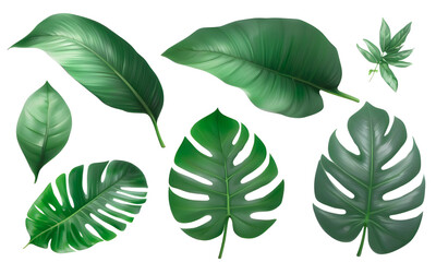 tropical green leaves isolated on transparent background. Green seamless pattern. png.
