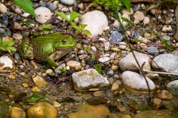 Frog in water. Pool frog resting on ground. Pelophylax lessonae. European frog.