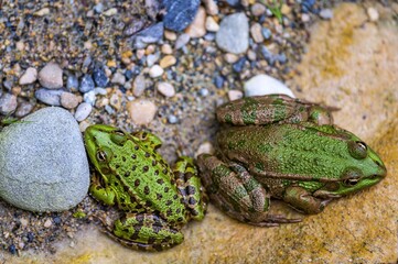 Frog in water. Pool frog resting. Pelophylax lessonae. European frog.