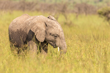 Naklejka na ściany i meble Elephant calf( Loxodonta Africana), Olare Motorogi Conservancy, Kenya.