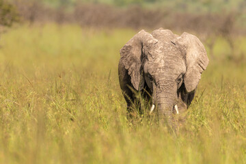 Naklejka na ściany i meble Elephant calf ( Loxodonta Africana), Olare Motorogi Conservancy, Kenya.