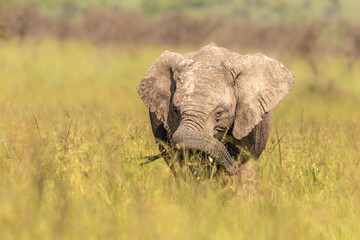 Elephant calf ( Loxodonta Africana), Olare Motorogi Conservancy, Kenya.