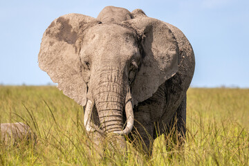 Elephant ( Loxodonta Africana), Olare Motorogi Conservancy, Kenya.