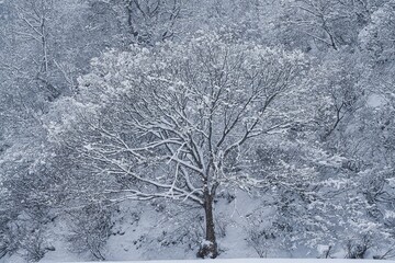 Obraz premium 雪の風景