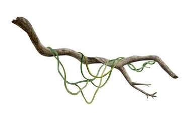 Tropical tree branch with liana vine plants watercolor illustration isolated on white for realistic and detailed jungle designs