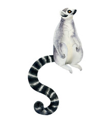 Madagascar ring-tailed lemur sitting and looking up watercolor illustration isolated on white background. Hand drawn cute tropical animal with long striped black and white tail © Elena Malgina