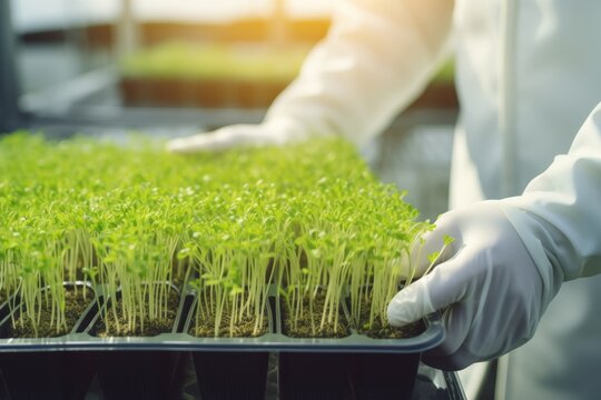 Organic mustard sprouts, fresh, green, and healthy micro greens for a vibrant and nutritious diet