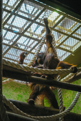 Orang-outan de Borneo à la Ménagerie du Jardin des plantes