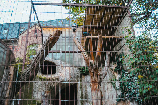 Enclos des vautours de Pondich&eacute;ry &agrave; la M&eacute;nagerie du Jardin des plantes