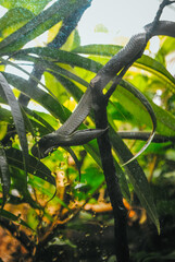 Serpent Ratier-Rhinoceros à la Ménagerie du Jardin des plantes